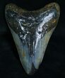 Polished Megalodon Tooth #6066-1